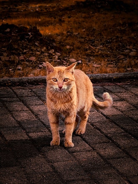 Bezpłatne pobieranie kota kotka kotka zwierzaka zwierzę darmowe zdjęcie do edycji za pomocą bezpłatnego edytora obrazów online GIMP