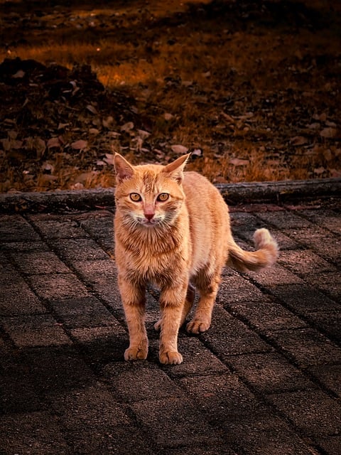 Free download cat feline kitten pet animal free picture to be edited with GIMP free online image editor