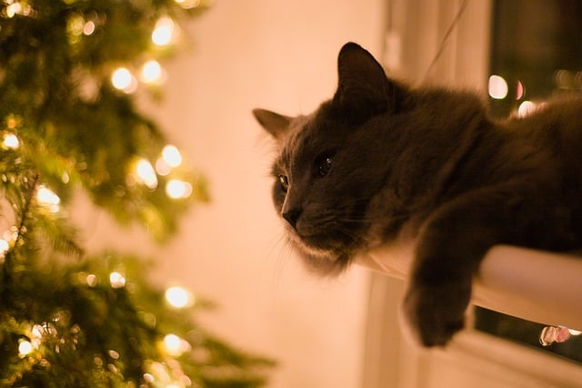Free download cat feline kitty pet cozy free picture to be edited with GIMP free online image editor