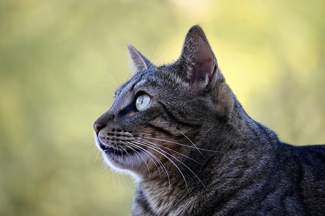 Free download cat feline kitty whiskers pet free picture to be edited with GIMP free online image editor