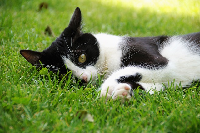 Kostenloser Download Katze Katze liegendes Tier Säugetier Kostenloses Bild, das mit dem kostenlosen Online-Bildeditor GIMP bearbeitet werden kann