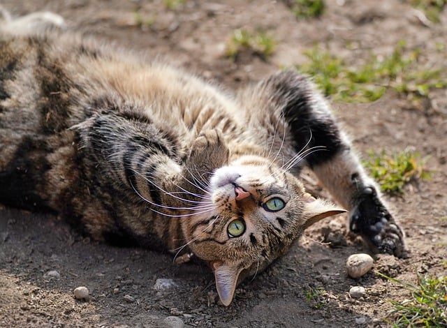 Free download cat feline lying back turns around free picture to be edited with GIMP free online image editor