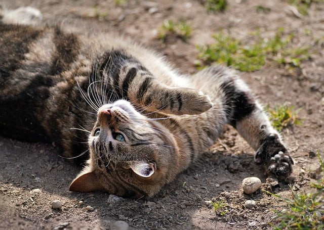 Free download cat feline lying rolled free picture to be edited with GIMP free online image editor