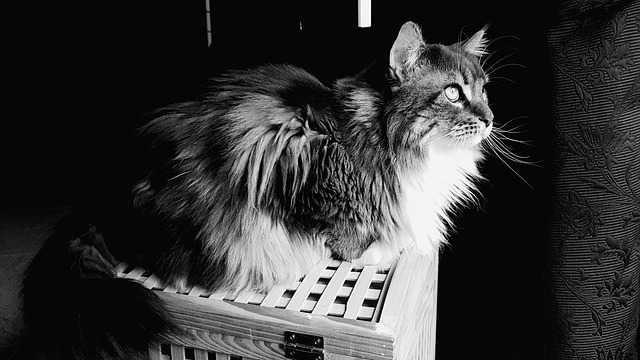 Téléchargement gratuit chat félin maine coon image gratuite à éditer avec l'éditeur d'images en ligne gratuit GIMP