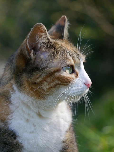 Free download cat feline mammal calico whiskers free picture to be edited with GIMP free online image editor
