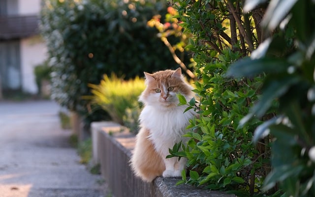Free download cat feline mammal long hair free picture to be edited with GIMP free online image editor