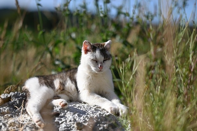 Free download cat feline nature outside rest free picture to be edited with GIMP free online image editor