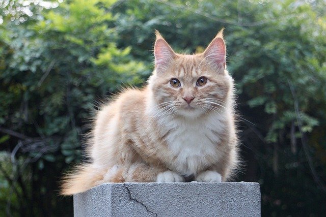 Free download cat feline orange cat animal pet free picture to be edited with GIMP free online image editor