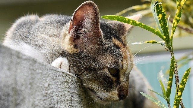 Bezpłatne pobieranie Cat Feline Pet - darmowe zdjęcie lub obraz do edycji za pomocą internetowego edytora obrazów GIMP