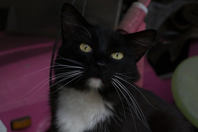 免费下载 Cat Feline Pet Black - 使用 GIMP 在线图像编辑器编辑的免费照片或图片