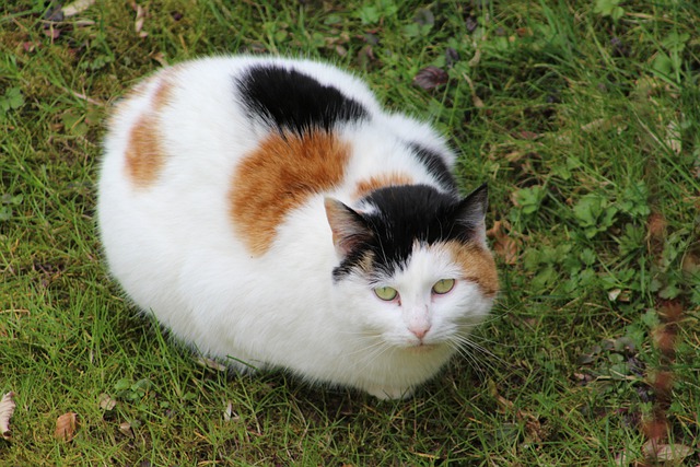 Baixe gratuitamente a imagem gratuita de gato felino animal de estimação doméstico para ser editada com o editor de imagens on-line gratuito do GIMP