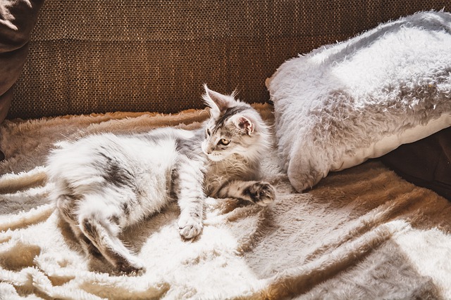 Free download cat feline pet domestic cat free picture to be edited with GIMP free online image editor