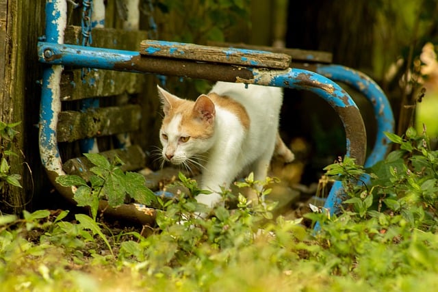 Free download cat feline pet domestic old free picture to be edited with GIMP free online image editor