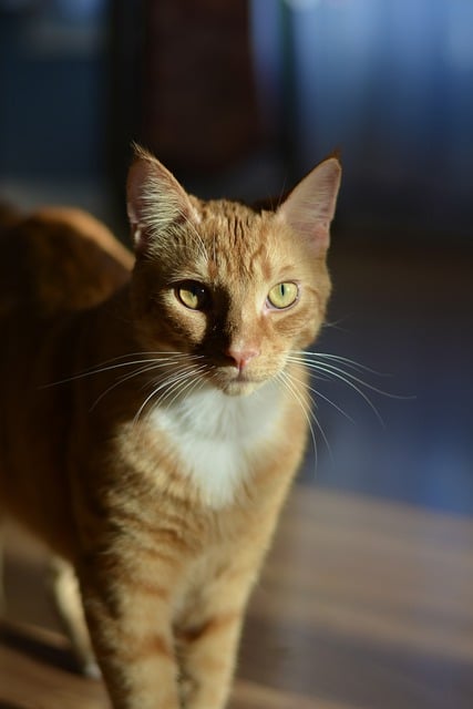 Free download cat feline pet kitten animal free picture to be edited with GIMP free online image editor