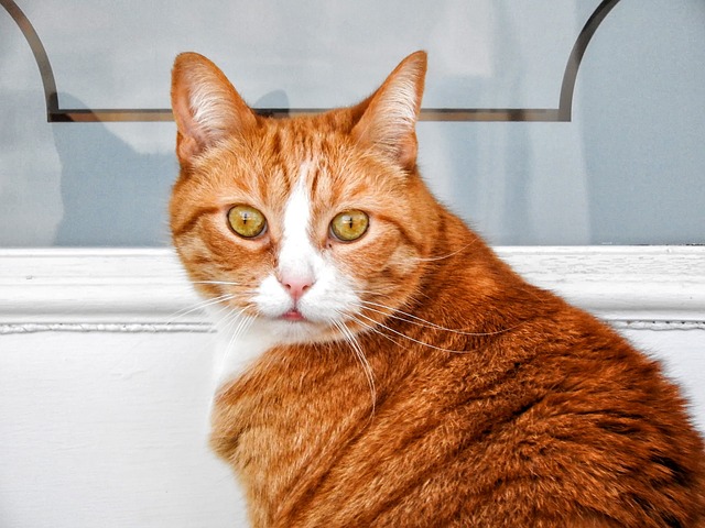 Bezpłatne pobieranie szablonu zdjęć Cat Feline Portrait do edycji za pomocą internetowego edytora obrazów GIMP