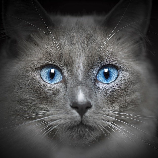 Free graphic cat feline portrait eyes fur blue to be edited by GIMP free image editor by OffiDocs