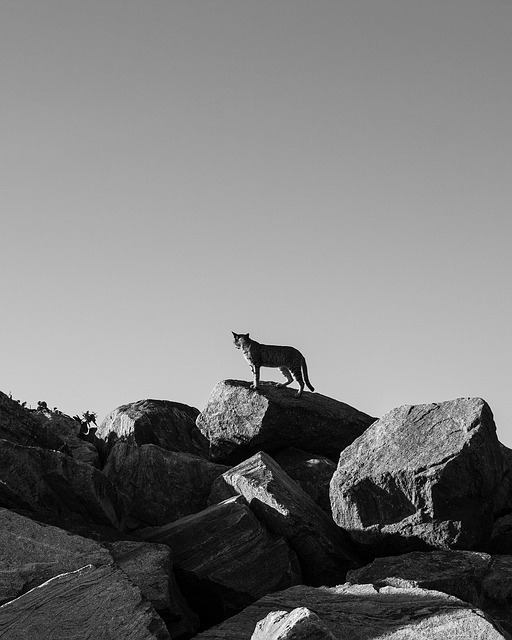 Free download cat feline rocks stones animal free picture to be edited with GIMP free online image editor