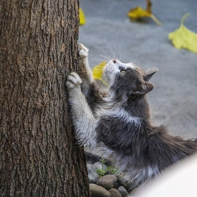 Free download cat feline scratching claws free picture to be edited with GIMP free online image editor