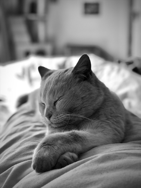 Free download cat feline sleep nap pet free picture to be edited with GIMP free online image editor