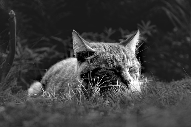 Free download cat feline sleep rest nap nature free picture to be edited with GIMP free online image editor
