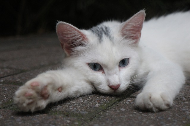 Unduh gratis kucing kucing liar berbohong gambar lucu gratis untuk diedit dengan editor gambar online gratis GIMP