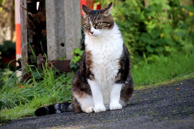 Scarica gratuitamente l'immagine gratuita di gatto felino animale di strada da modificare con l'editor di immagini online gratuito GIMP