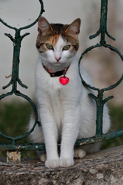 Free download Cat Feline Tamed -  free photo or picture to be edited with GIMP online image editor
