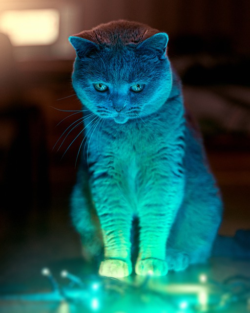 Free download cat feline whiskers adorable free picture to be edited with GIMP free online image editor