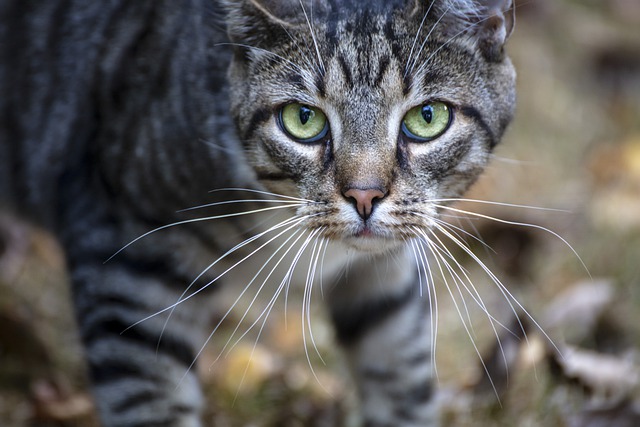 Free download cat feline whiskers cat eyes free picture to be edited with GIMP free online image editor