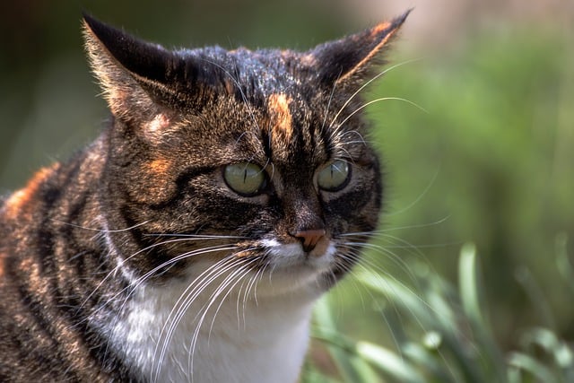 Free download cat feline whiskers domestic animal free picture to be edited with GIMP free online image editor