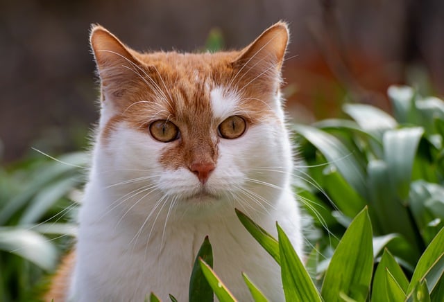 Безкоштовно завантажте безкоштовне зображення домашнього кота з котячими вуса для редагування за допомогою безкоштовного онлайн-редактора зображень GIMP