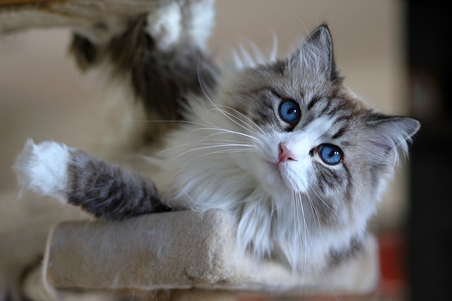 Free download cat feline whiskers fur blue eyes free picture to be edited with GIMP free online image editor