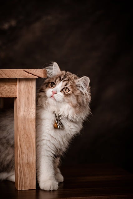 Kostenloser Download Katze Schnurrhaare Säugetier Haustier kostenloses Bild, das mit dem kostenlosen Online-Bildeditor GIMP bearbeitet werden kann