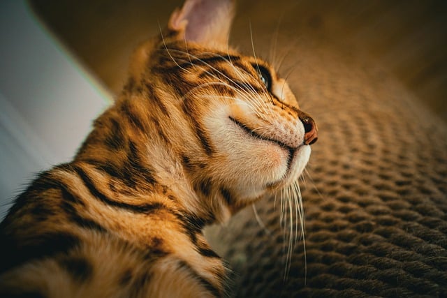 ດາວໂຫຼດຟຣີ cat feline whiskers pet animal free picture to be edited with GIMP free online image editor
