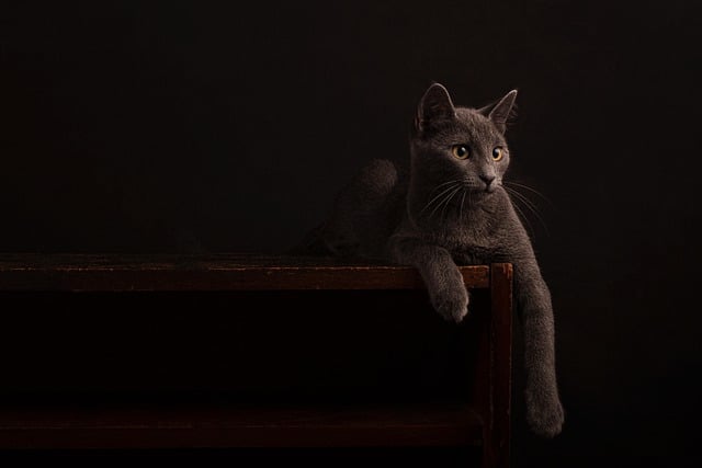 Free download cat feline whiskers pet dark free picture to be edited with GIMP free online image editor