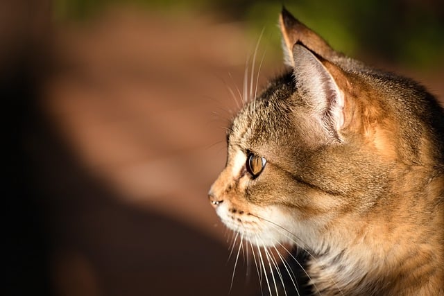 Free download cat feline whiskers pet domestic free picture to be edited with GIMP free online image editor