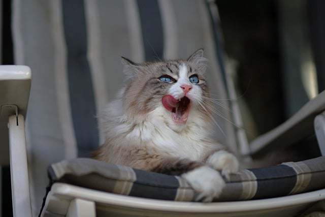 ดาวน์โหลดภาพแมวแมวเคราลิ้นสัตว์เลี้ยงฟรีเพื่อแก้ไขด้วย GIMP โปรแกรมแก้ไขรูปภาพออนไลน์ฟรี