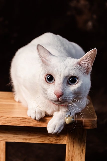 Free download cat feline whiskers white cat free picture to be edited with GIMP free online image editor