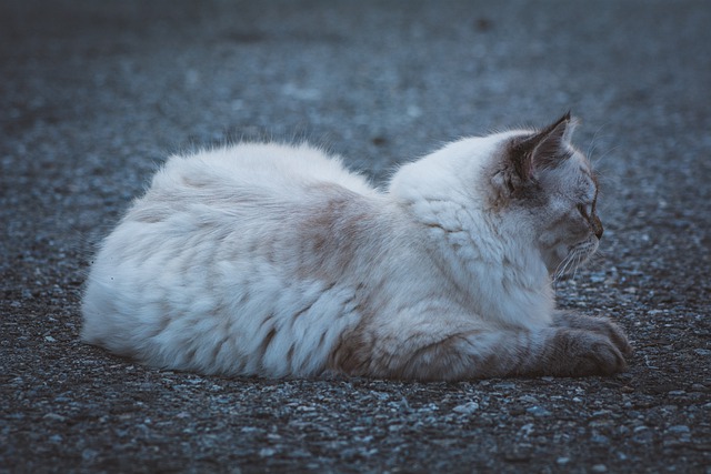 Free download cat feline whiskers young outdoors free picture to be edited with GIMP free online image editor