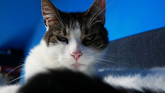 Free download Cat Female Kitty -  free photo or picture to be edited with GIMP online image editor