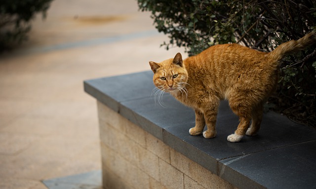 Free download cat feral cat orange cat feline free picture to be edited with GIMP free online image editor
