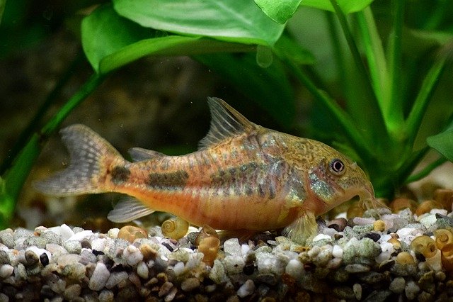 Unduh gratis Catfish Aquarium Tropical - foto atau gambar gratis untuk diedit dengan editor gambar online GIMP