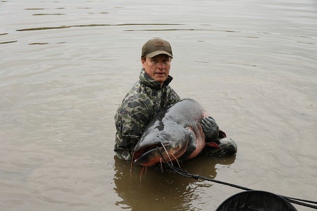 무료 다운로드 메기 물 물고기 - 무료 무료 사진 또는 김프 온라인 이미지 편집기로 편집할 수 있는 사진