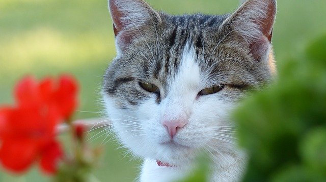 Descarga gratuita Cat Flower Nature: foto o imagen gratuita para editar con el editor de imágenes en línea GIMP