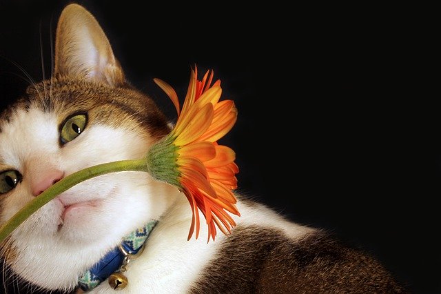Téléchargement gratuit Cat Flower Pet - photo ou image gratuite à éditer avec l'éditeur d'images en ligne GIMP