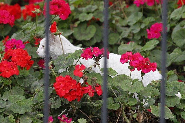 Free picture Cat Flowers White -  to be edited by GIMP free image editor by OffiDocs