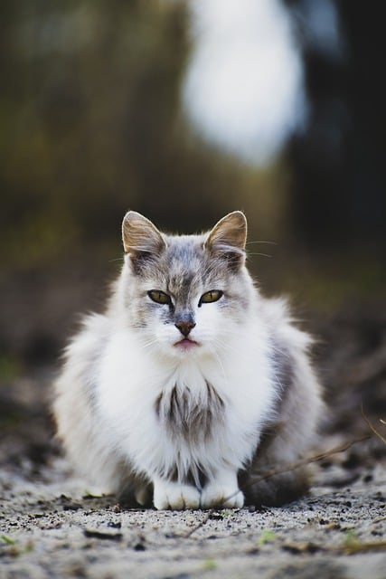 Free download cat fluffy animal mammal species free picture to be edited with GIMP free online image editor