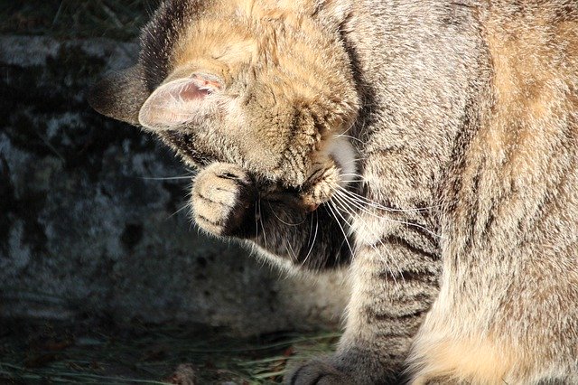 Free download Cat Funny Pet -  free photo or picture to be edited with GIMP online image editor