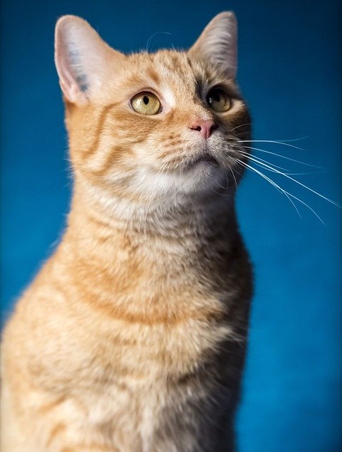 Muat turun percuma Rambut Bulu Kucing - foto atau gambar percuma untuk diedit dengan editor imej dalam talian GIMP