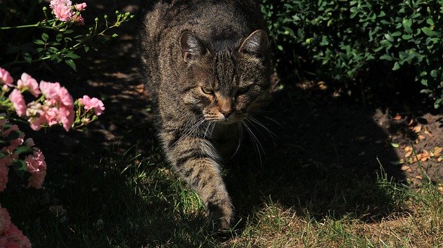 Unduh gratis Cat Garden Domestic - foto atau gambar gratis untuk diedit dengan editor gambar online GIMP